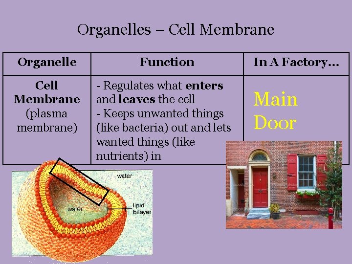 Organelles – Cell Membrane Organelle Function Cell Membrane (plasma membrane) - Regulates what enters