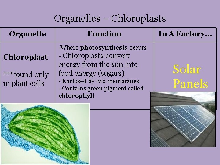 Organelles – Chloroplasts Organelle Function In A Factory… -Where photosynthesis occurs Chloroplast ***found only