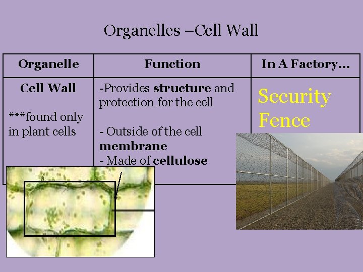 Organelles –Cell Wall Organelle Cell Wall ***found only in plant cells Function -Provides structure