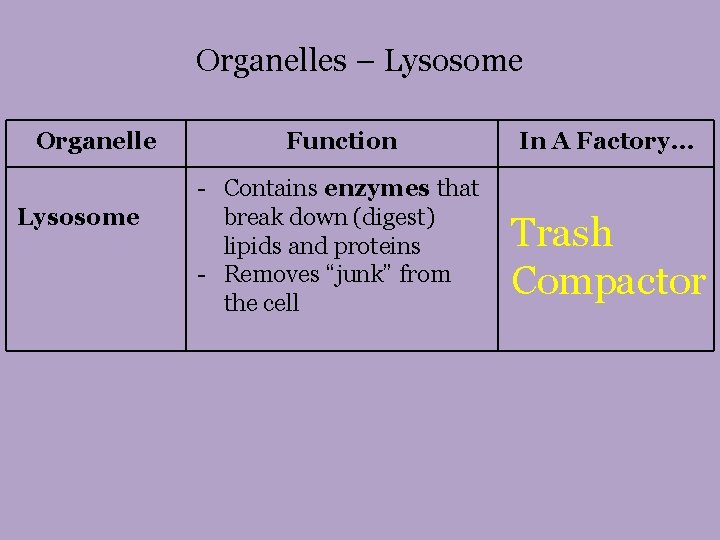 Organelles – Lysosome Organelle Lysosome Function In A Factory… - Contains enzymes that break