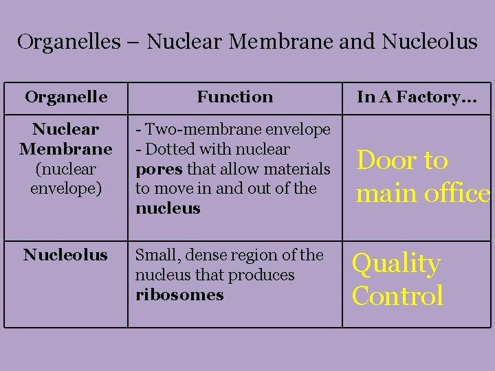 Organelles – Nuclear Membrane and Nucleolus Organelle Function In A Factory… Nuclear Membrane (nuclear