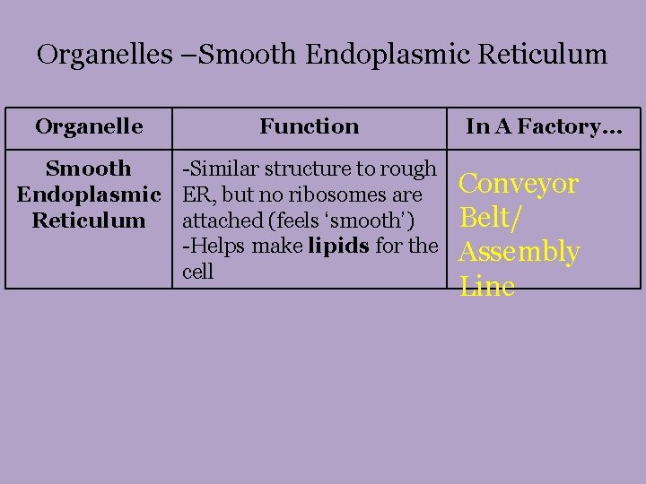 Organelles –Smooth Endoplasmic Reticulum Organelle Function Smooth -Similar structure to rough Endoplasmic ER, but