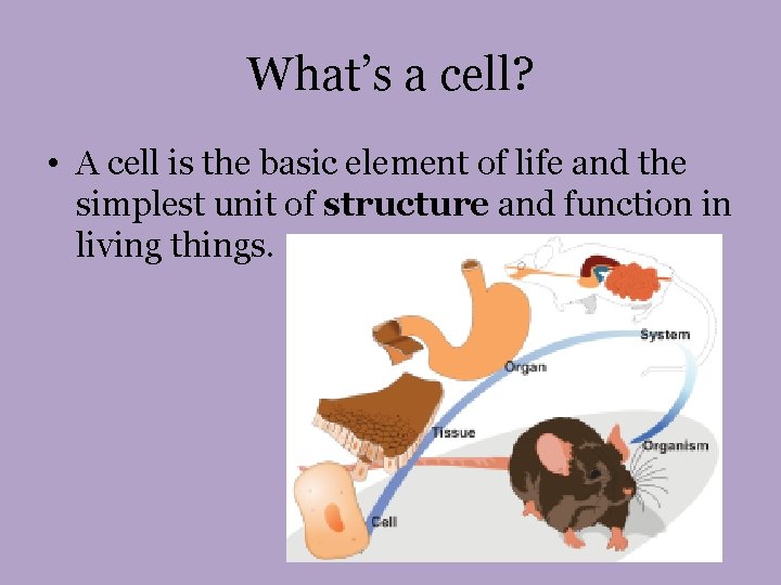 What’s a cell? • A cell is the basic element of life and the