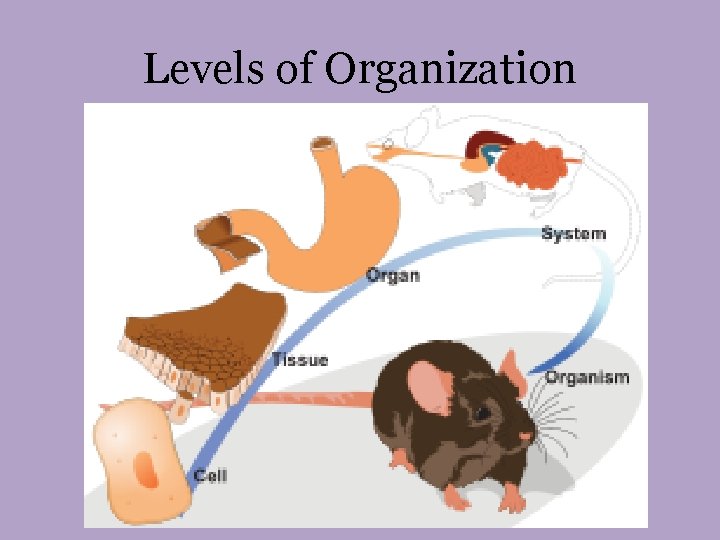 Levels of Organization 