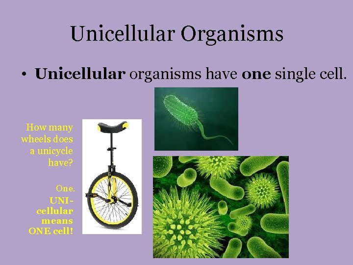 Unicellular Organisms • Unicellular organisms have one single cell. How many wheels does a