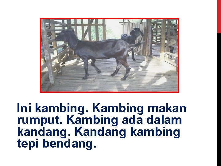 Ini kambing. Kambing makan rumput. Kambing ada dalam kandang. Kandang kambing tepi bendang. 