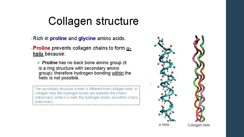 Collagen structure • Rich in proline and glycine amino acids. • Proline prevents collagen