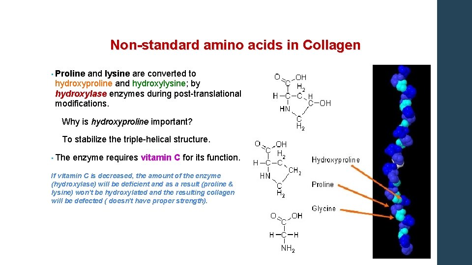 Non-standard amino acids in Collagen • Proline and lysine are converted to hydroxyproline and