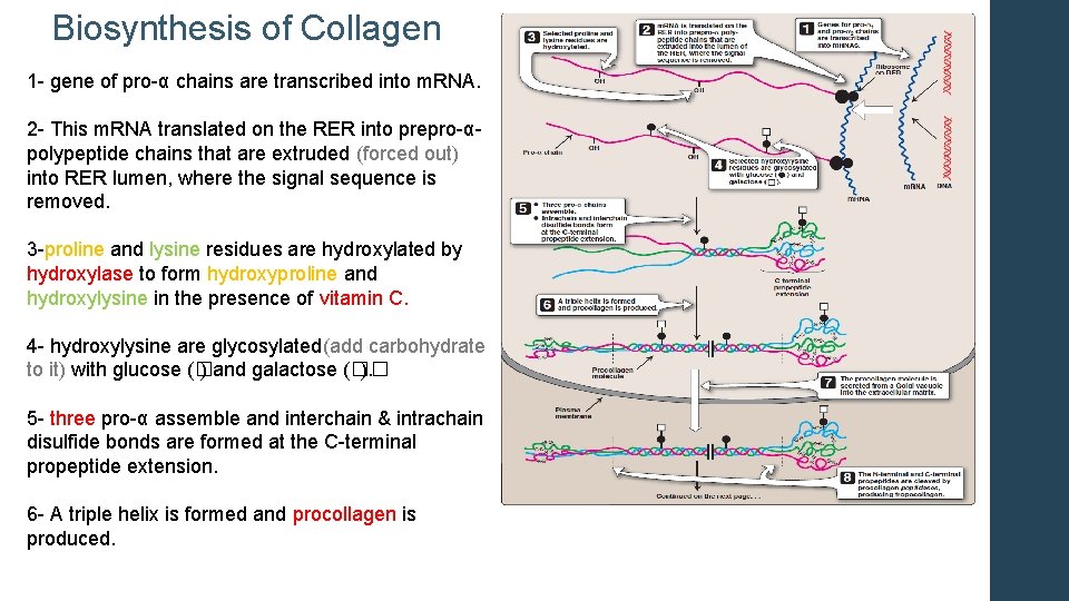 Biosynthesis of Collagen 1 - gene of pro-α chains are transcribed into m. RNA.