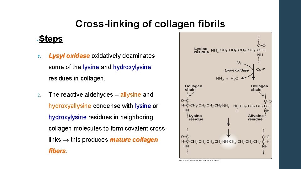 Cross-linking of collagen fibrils • Steps: 1. Lysyl oxidase oxidatively deaminates some of the