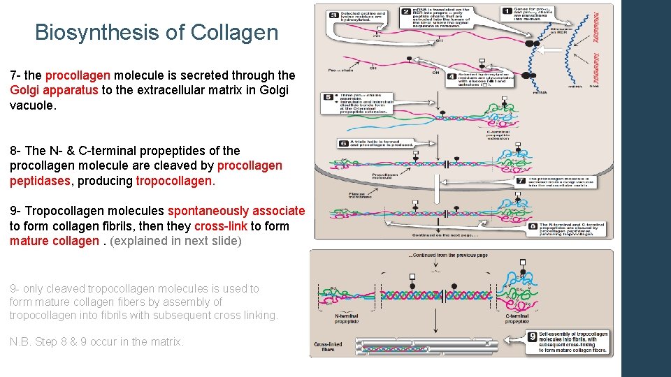 Biosynthesis of Collagen 7 - the procollagen molecule is secreted through the Golgi apparatus