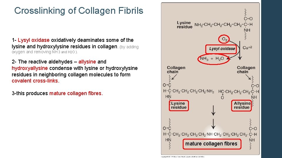 Crosslinking of Collagen Fibrils 1 - Lysyl oxidase oxidatively deaminates some of the lysine