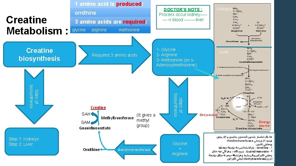 1 amino acid is produced: Creatine Metabolism : DOCTOR’S NOTE : Process occur kidney-------