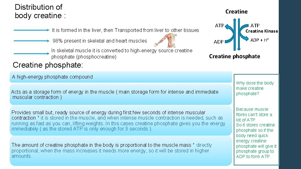 Distribution of body creatine : Creatine ATP It is formed in the liver, then