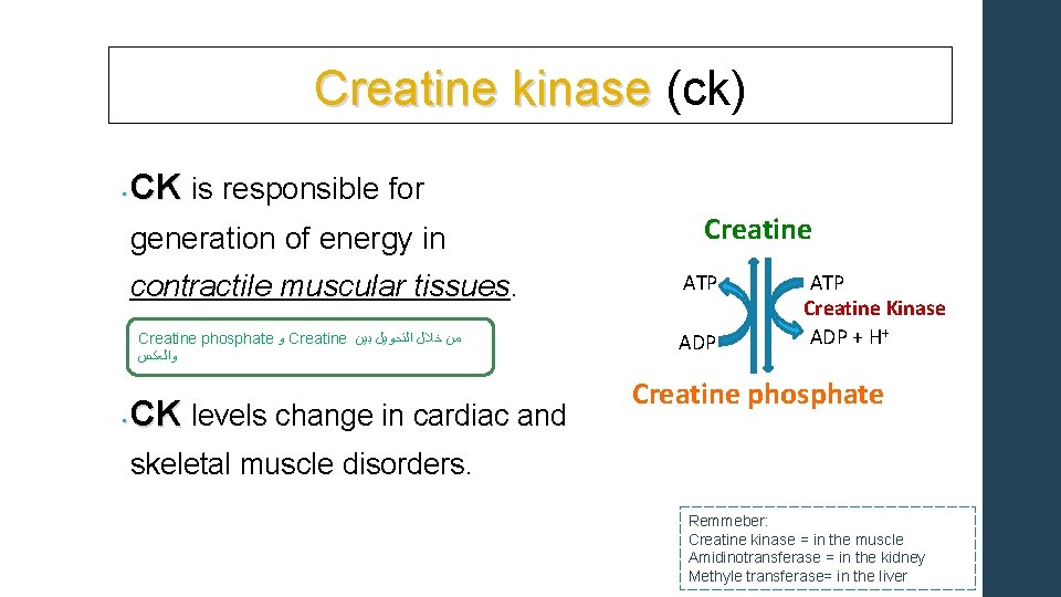 Creatine kinase (ck) Creatine kinase • CK CK is responsible for generation of energy