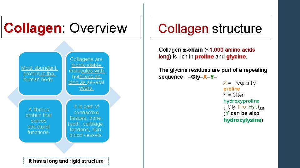 Collagen: Overview Collagen Most abundant protein in the human body. Collagens are highly stable