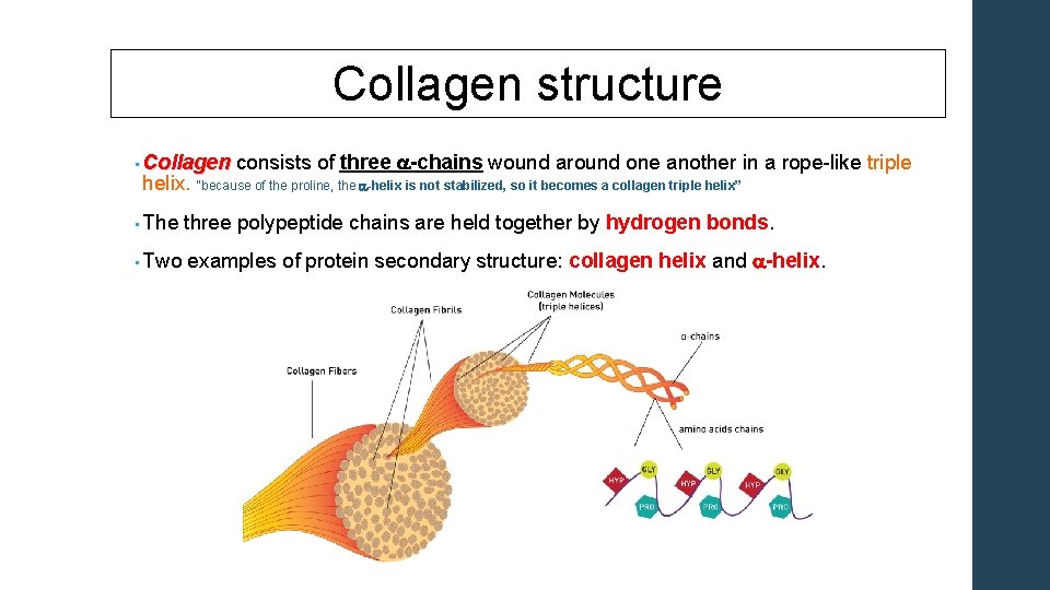 Collagen structure • Collagen consists of three Collagen a-chains wound around one another in
