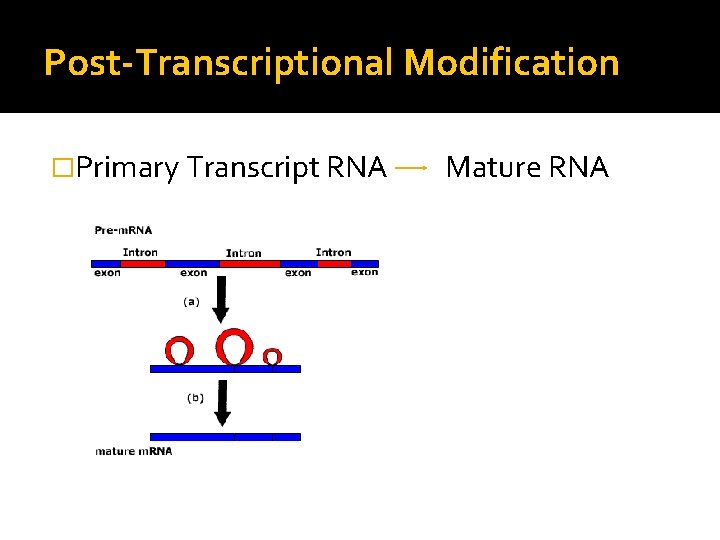 Post-Transcriptional Modification �Primary Transcript RNA Mature RNA 