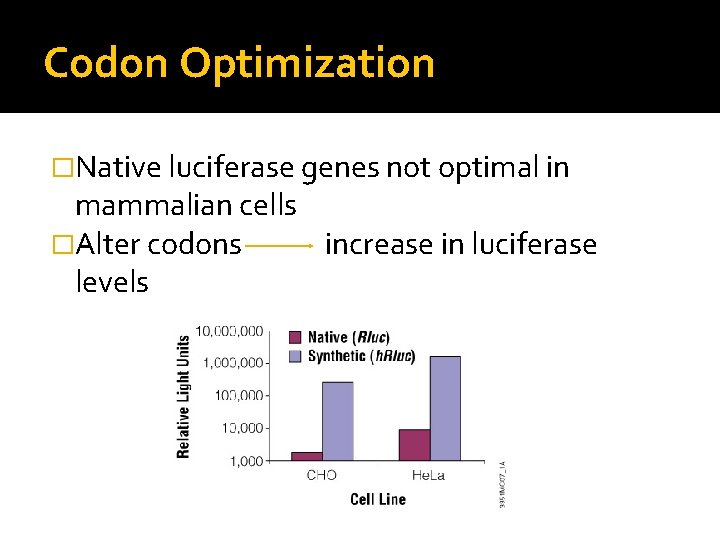 Codon Optimization �Native luciferase genes not optimal in mammalian cells �Alter codons increase in