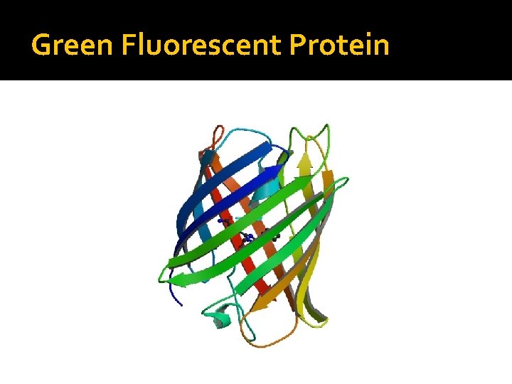 Green Fluorescent Protein 