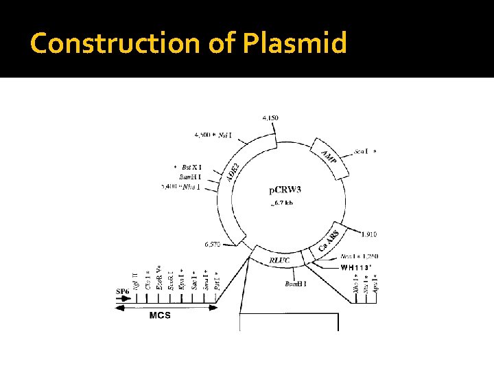 Construction of Plasmid 