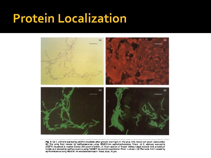 Protein Localization 