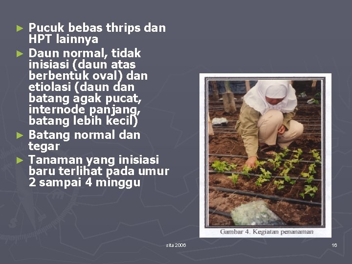 Pucuk bebas thrips dan HPT lainnya ► Daun normal, tidak inisiasi (daun atas berbentuk