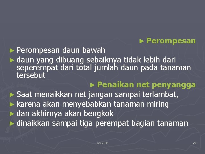 ► Perompesan daun bawah ► daun yang dibuang sebaiknya ► Perompesan tidak lebih dari