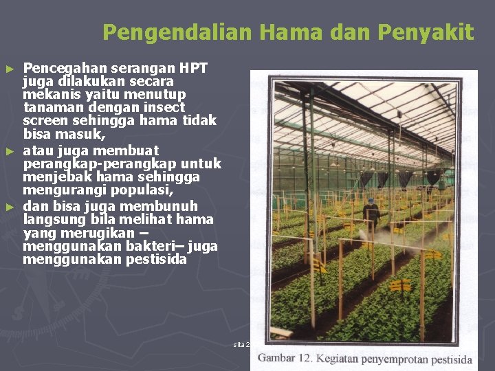 Pengendalian Hama dan Penyakit Pencegahan serangan HPT juga dilakukan secara mekanis yaitu menutup tanaman