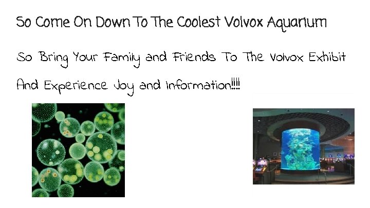 So Come On Down To The Coolest Volvox Aquarium So Bring Your Family and