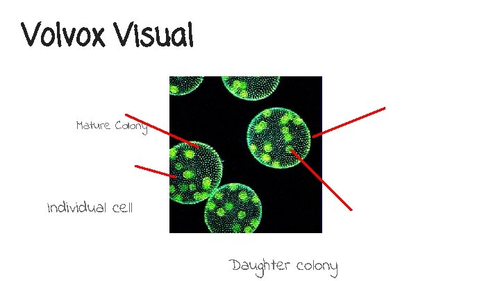 Volvox Visual Mature Colony Flagella Individual cell Daughter colony 