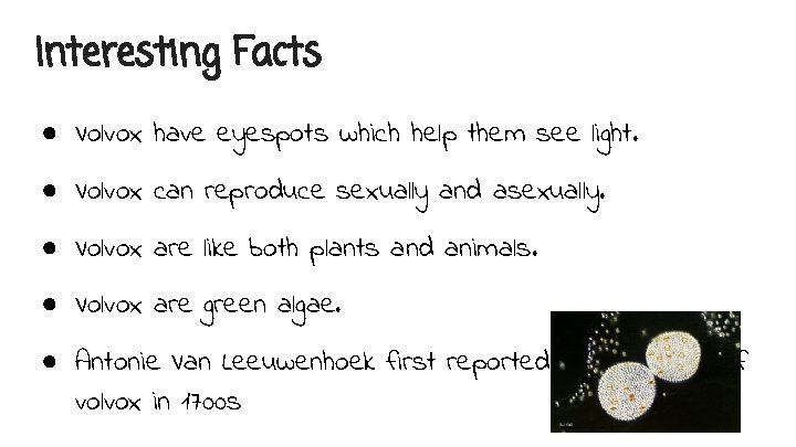 Interesting Facts ● Volvox have eyespots which help them see light. ● Volvox can