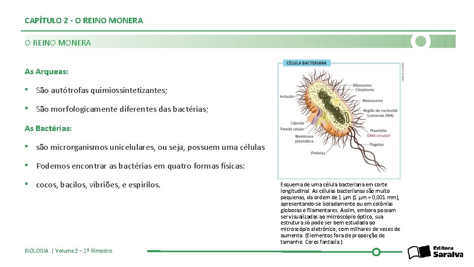 CAPÍTULO 2 - O REINO MONERA As Arqueas: • São autótrofas quimiossintetizantes; • São