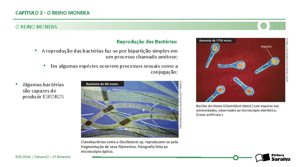 CAPÍTULO 2 - O REINO MONERA Reprodução das Bactérias: • A reprodução das bactérias