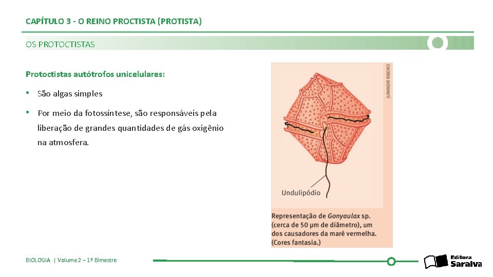 CAPÍTULO 3 - O REINO PROCTISTA (PROTISTA) OS PROTOCTISTAS Protoctistas autótrofos unicelulares: • São