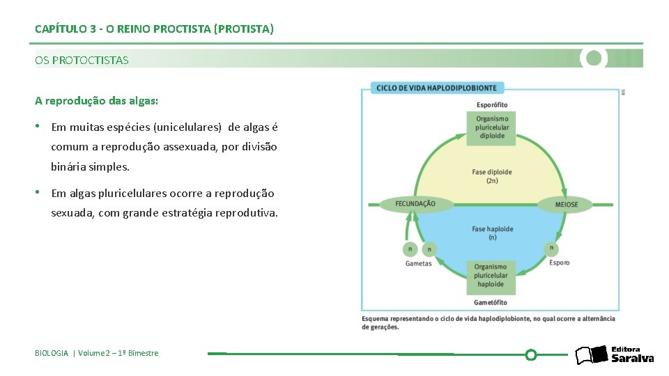 CAPÍTULO 3 - O REINO PROCTISTA (PROTISTA) OS PROTOCTISTAS A reprodução das algas: •