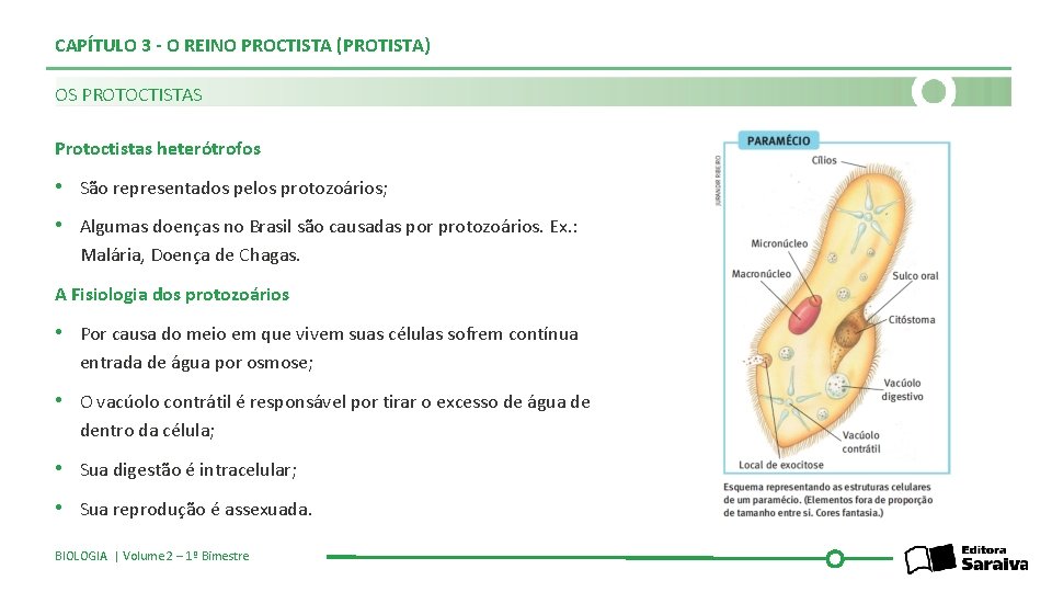 CAPÍTULO 3 - O REINO PROCTISTA (PROTISTA) OS PROTOCTISTAS Protoctistas heterótrofos • São representados