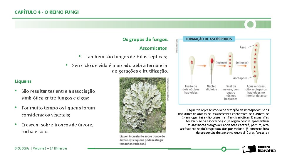 CAPÍTULO 4 - O REINO FUNGI Os grupos de fungos. Ascomicetos • Também são