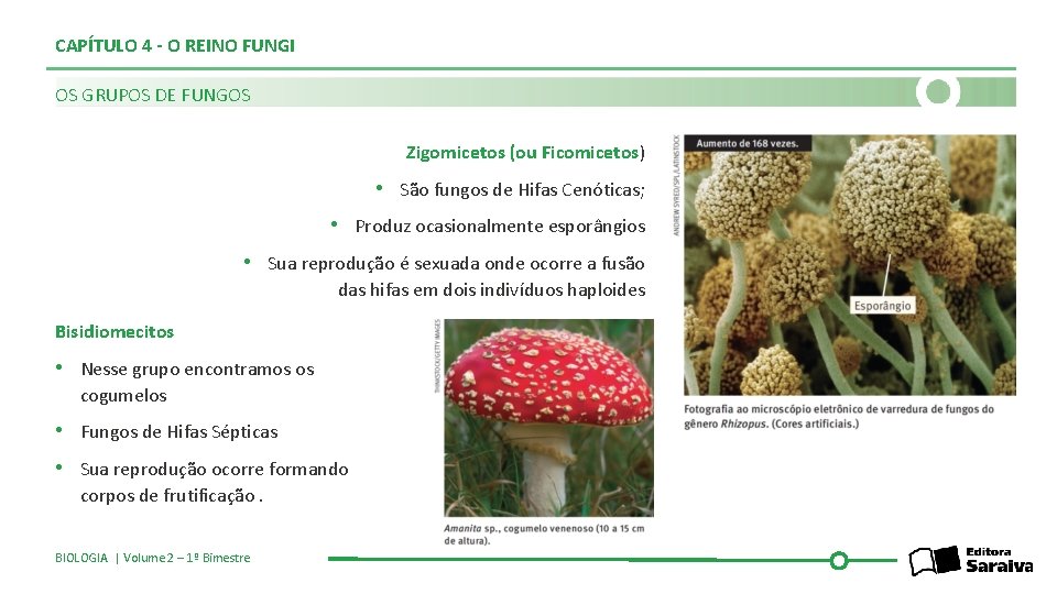 CAPÍTULO 4 - O REINO FUNGI OS GRUPOS DE FUNGOS Zigomicetos (ou Ficomicetos) •