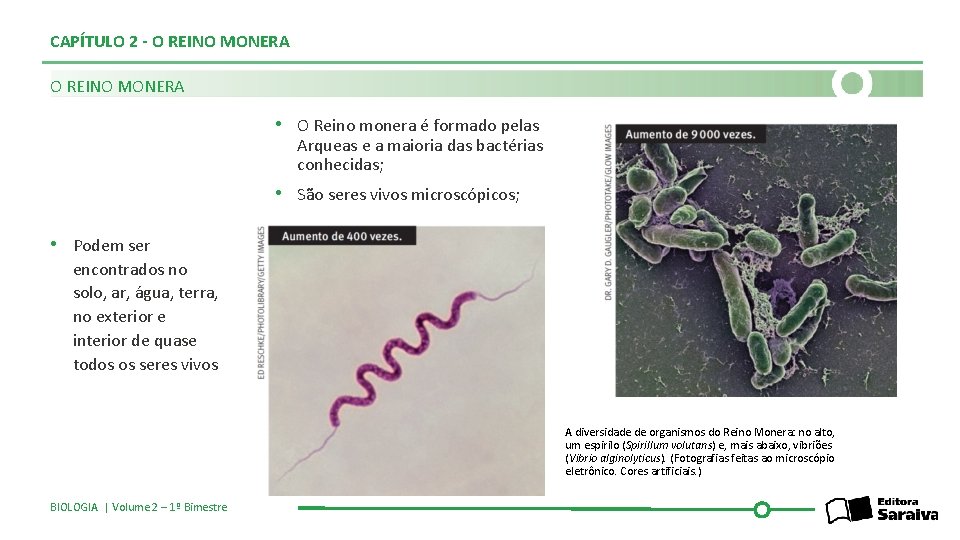 CAPÍTULO 2 - O REINO MONERA • O Reino monera é formado pelas Arqueas