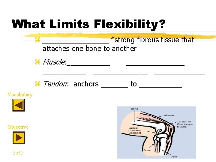 What Limits Flexibility? z _________” strong fibrous tissue that attaches one bone to another