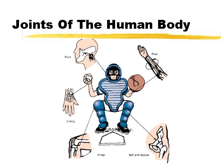 Joints Of The Human Body 