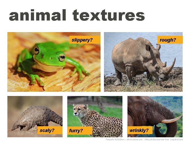 animal textures slippery? scaly? furry? rough? wrinkly? Pangolin © 2630 ben – stock. adobe.