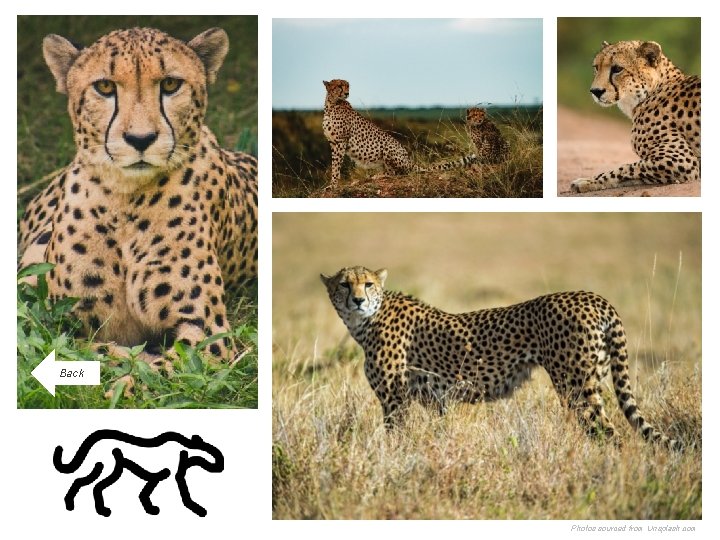 Back Photos sourced from Unsplash. com 