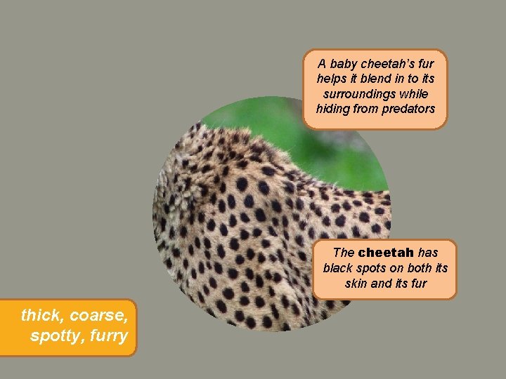 A baby cheetah’s fur helps it blend in to its surroundings while hiding from