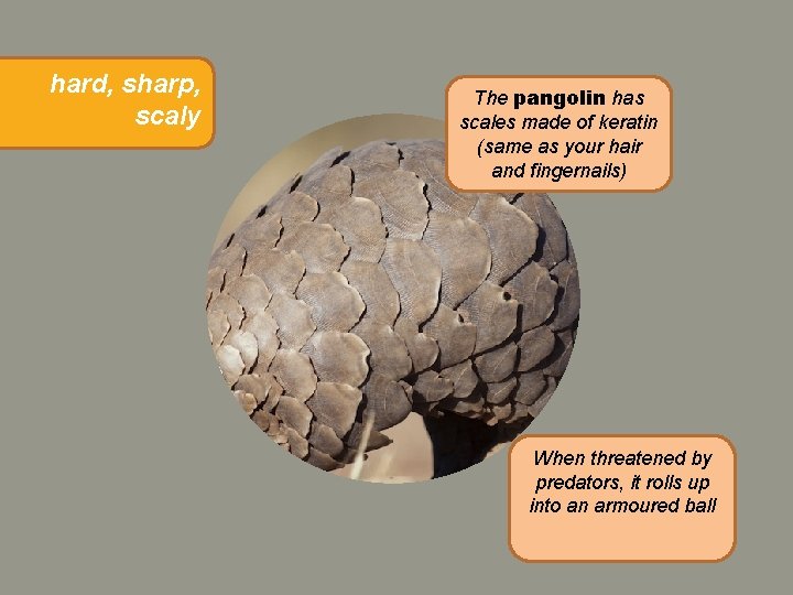 hard, sharp, scaly The pangolin has scales made of keratin (same as your hair