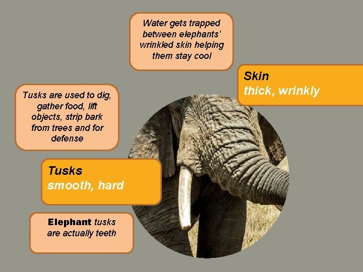 Water gets trapped between elephants’ wrinkled skin helping them stay cool Tusks are used