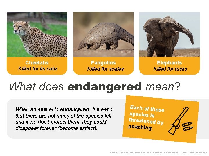 Cheetahs Killed for its cubs Pangolins Killed for scales Elephants Killed for tusks What