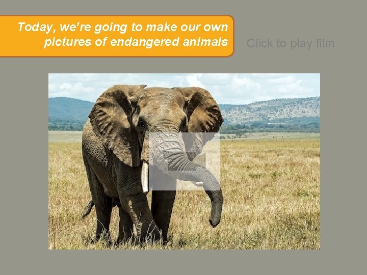 Today, we’re going to make our own pictures of endangered animals Click to play