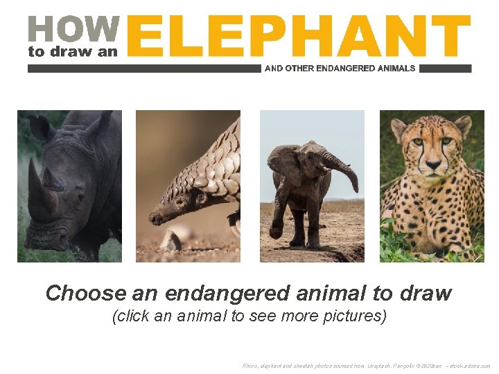 Choose an endangered animal to draw (click an animal to see more pictures) Rhino,